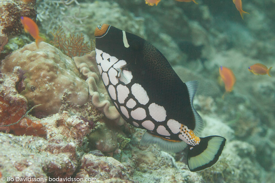 BD-150423-Maldives-7852-Balistoides-conspicillum-(Bloch---Schneider.-1801)-[Clown-triggerfish.-Leopardtryckarfisk].jpg